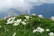 62 Fioriture di anemone narcissino alla croce di vetta della Corna Grande (2089 m)